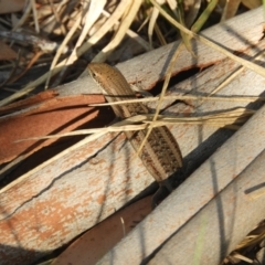 Carlia tetradactyla at Murrumbateman, NSW - 27 Mar 2024