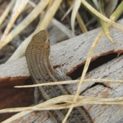 Carlia tetradactyla at Murrumbateman, NSW - 27 Mar 2024 04:51 PM