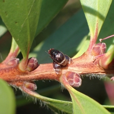 Depressa albicosta (A lauxid fly) at Murrumbateman, NSW - 27 Mar 2024 by SimoneC