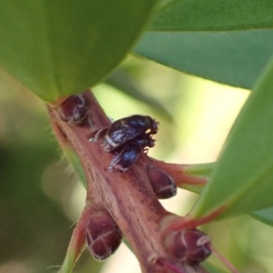 Depressa albicosta at Murrumbateman, NSW - 27 Mar 2024