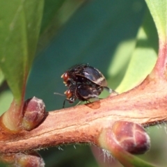 Depressa albicosta at Murrumbateman, NSW - 27 Mar 2024