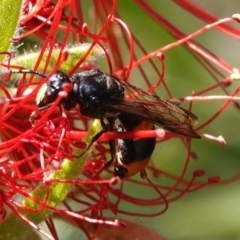Hyleoides concinna (Wasp-mimic bee) at Hall, ACT - 27 Mar 2024 by Anna123