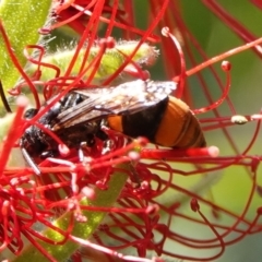 Hyleoides concinna at Hall, ACT - 27 Mar 2024