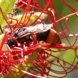 Hyleoides concinna at Hall, ACT - 27 Mar 2024