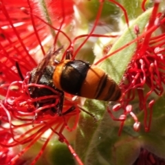 Hyleoides concinna at Hall, ACT - 27 Mar 2024