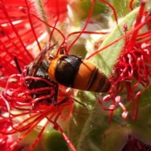 Hyleoides concinna at Hall, ACT - 27 Mar 2024