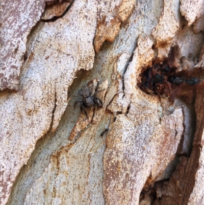 Servaea sp. (genus) (Unidentified Servaea jumping spider) at QPRC LGA - 27 Mar 2024 by AmyT