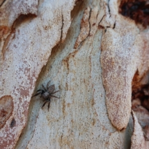 Servaea sp. (genus) at QPRC LGA - suppressed