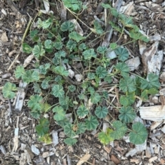 Malva neglecta (Dwarf Mallow) at Aranda, ACT - 27 Mar 2024 by KMcCue