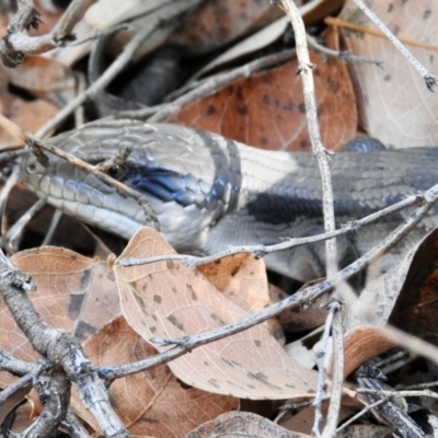 Tiliqua scincoides scincoides (Eastern Blue-tongue) at GG182 - 26 Mar 2024 by KMcCue