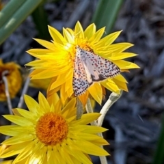 Utetheisa lotrix (Crotalaria Moth) at Aranda, ACT - 27 Mar 2024 by KMcCue