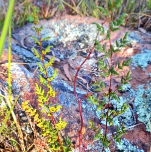 Cheilanthes sieberi subsp. sieberi at Macgregor, ACT - 27 Mar 2024