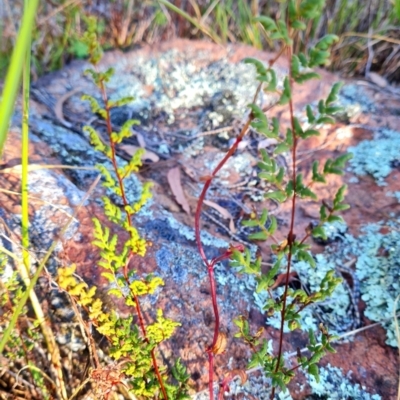 Cheilanthes sieberi subsp. sieberi (Narrow Rock Fern) at Macgregor, ACT - 26 Mar 2024 by WalkYonder