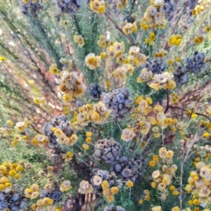 Chrysocephalum semipapposum at Macgregor, ACT - 27 Mar 2024