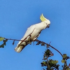 Cacatua galerita at QPRC LGA - 27 Mar 2024 05:40 PM