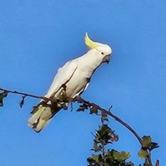 Cacatua galerita at QPRC LGA - 27 Mar 2024 05:40 PM