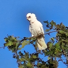 Cacatua sanguinea (Little Corella) at QPRC LGA - 27 Mar 2024 by MatthewFrawley