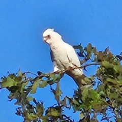 Cacatua sanguinea at QPRC LGA - 27 Mar 2024