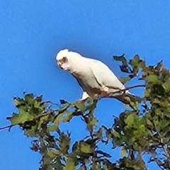 Cacatua sanguinea at QPRC LGA - 27 Mar 2024 05:40 PM