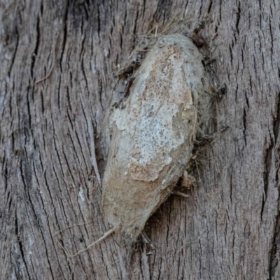 Chelepteryx collesi (White-stemmed Gum Moth) at Higgins, ACT - 27 Mar 2024 by Untidy