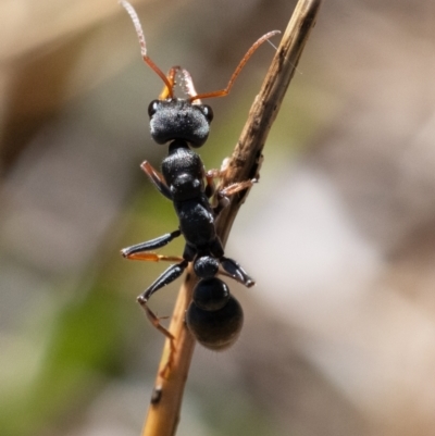 Myrmecia sp., pilosula-group (Jack jumper) at Cantor Crescent Woodland, Higgins - 27 Mar 2024 by Untidy