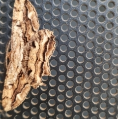 Euphronarcha luxaria (Striated Bark Moth) at Macgregor, ACT - 27 Mar 2024 by WalkYonder