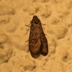 Heteromicta pachytera (Galleriinae subfamily moth) at Watson, ACT - 27 Mar 2024 by AniseStar