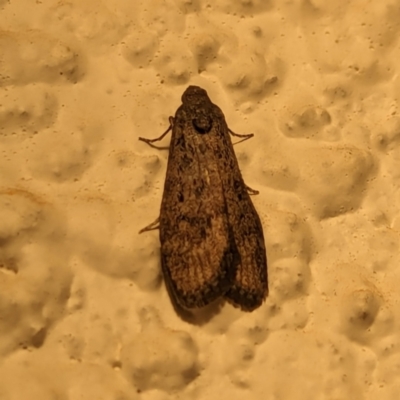 Heteromicta pachytera (Galleriinae subfamily moth) at Watson, ACT - 27 Mar 2024 by AniseStar