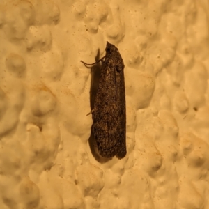 Heteromicta pachytera at suppressed - 27 Mar 2024