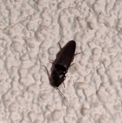 Elateridae (family) (Unidentified click beetle) at Watson, ACT - 27 Mar 2024 by AniseStar
