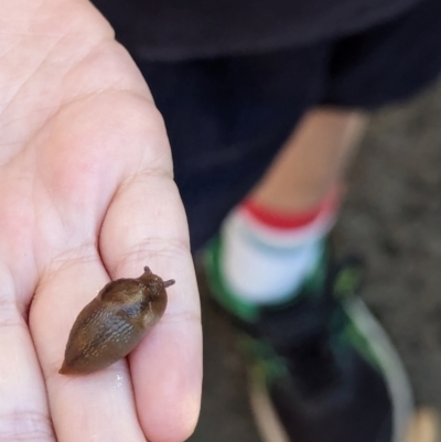 Ambigolimax nyctelia (Striped Field Slug) at Majura Primary School, Watson - 26 Mar 2024 by AniseStar