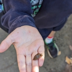 Ambigolimax nyctelia at Majura Primary School, Watson - 27 Mar 2024