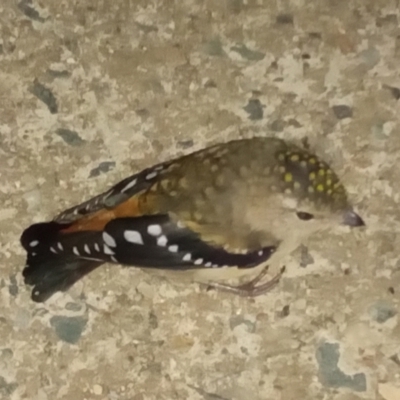 Pardalotus punctatus (Spotted Pardalote) at Gordon, ACT - 27 Mar 2024 by MichaelBedingfield