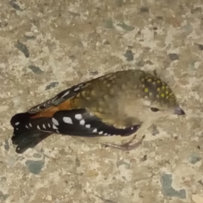 Pardalotus punctatus (Spotted Pardalote) at Gordon, ACT - 27 Mar 2024 by michaelb