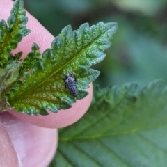 Coccinellidae (family) (Unidentified lady beetle) at Watson, ACT - 26 Mar 2024 by AniseStar