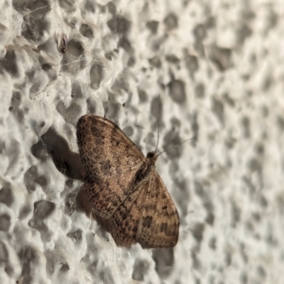 Scopula rubraria (Reddish Wave, Plantain Moth) at Watson, ACT - 26 Mar 2024 by AniseStar