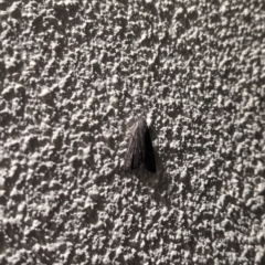 Unverified Moth (Lepidoptera) by AniseStar