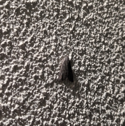 Unverified Moth (Lepidoptera) by AniseStar