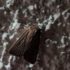 Leucania uda (A Noctuid moth) at Watson, ACT - 26 Mar 2024 by AniseStar