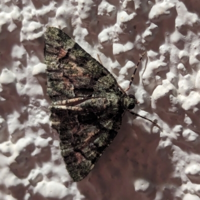 Aeolochroma metarhodata (Tea-tree Emerald) at Watson, ACT - 26 Mar 2024 by AniseStar