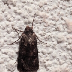 Agrotis munda (Brown Cutworm) at Watson, ACT - 26 Mar 2024 by AniseStar