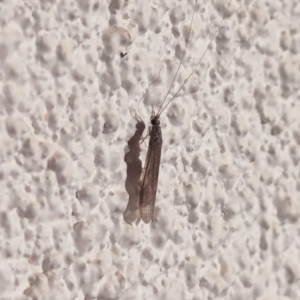 Trichoptera (order) at Watson, ACT - 26 Mar 2024