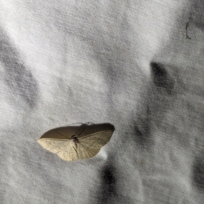 Scopula optivata (Varied Wave) at Watson Green Space - 22 Mar 2024 by AniseStar