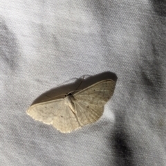 Scopula optivata at Watson Green Space - 22 Mar 2024