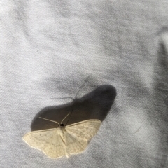 Scopula optivata at Watson Green Space - 22 Mar 2024 10:33 PM