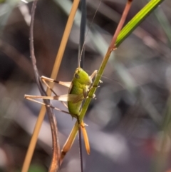 Conocephalus semivittatus (Meadow katydid) at Higgins, ACT - 25 Mar 2024 by Untidy