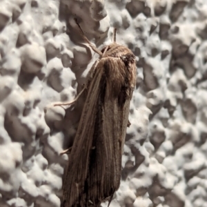 Leucania stenographa at Watson, ACT - 24 Mar 2024