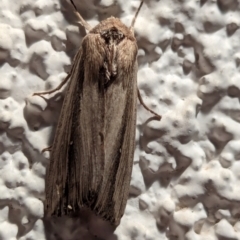 Leucania stenographa at Watson, ACT - 24 Mar 2024