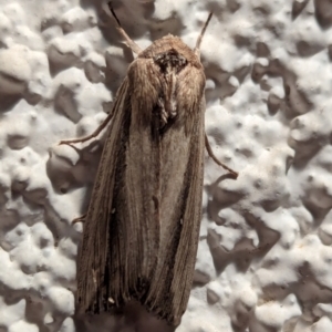 Leucania stenographa at Watson, ACT - 24 Mar 2024