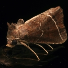 Lophotoma metabula at Ainslie, ACT - 25 Mar 2024